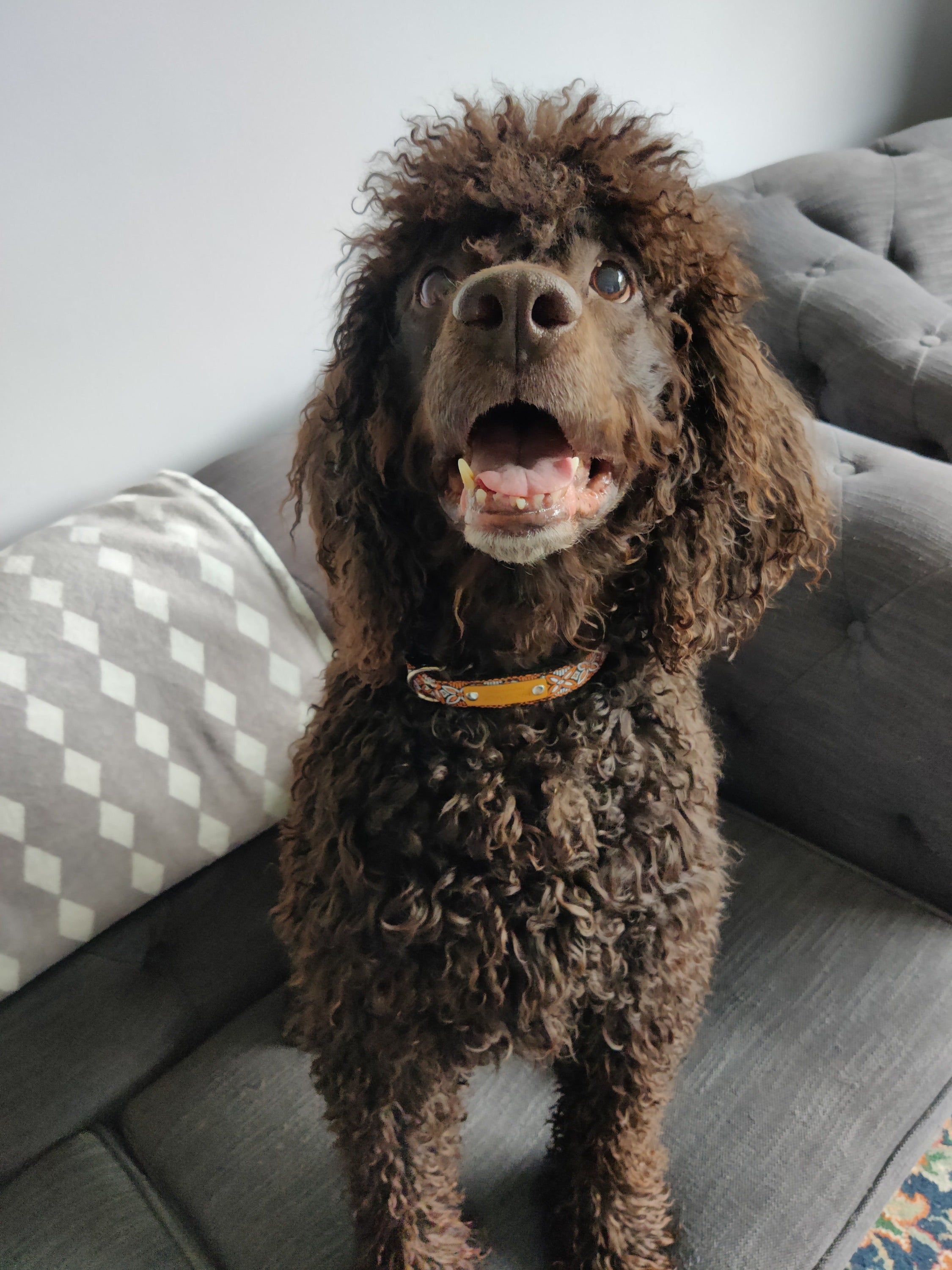 Finnigan's Elysium Dog Lead Hand Made