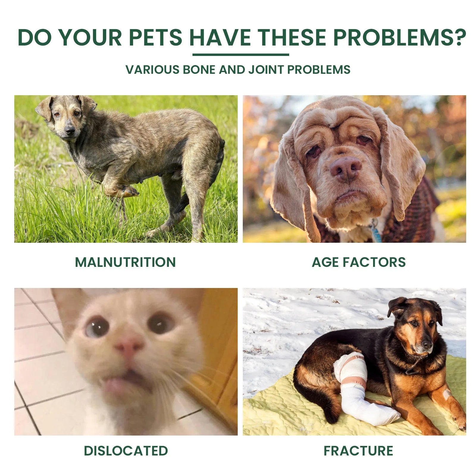Dog Joint Care Drops Hip Joint Supplement Relieve Joint Discomfort Repair Bone Deformity Heal Arthritis Pet Bone Care Solution