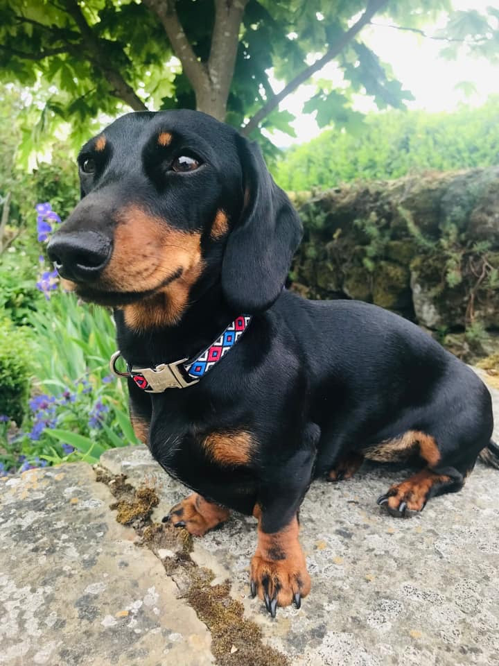 Finnigan's Whimsical Pooch Dog Collar Set