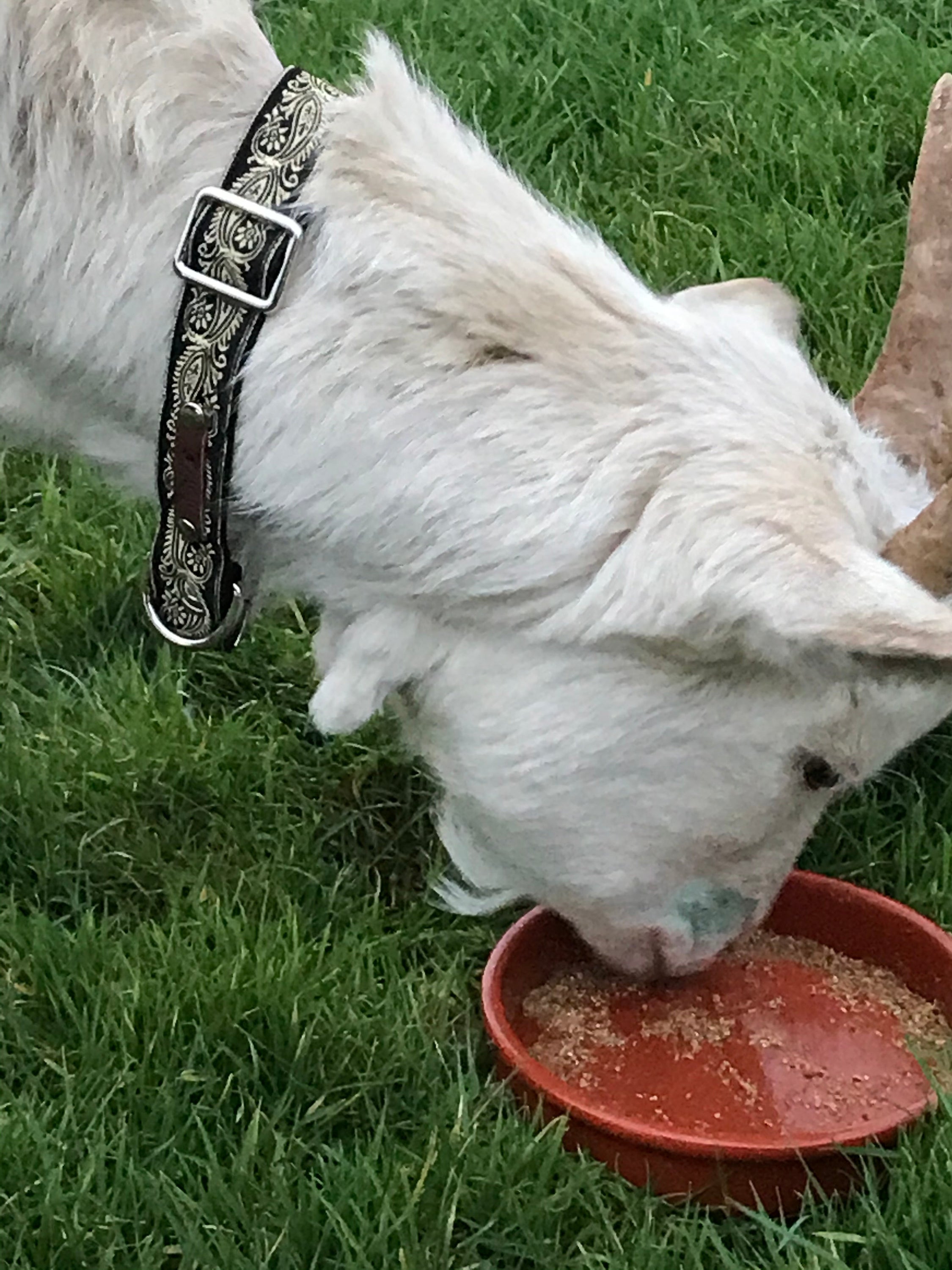 Finnigan's Luxe Pup Elegance Dog Lead