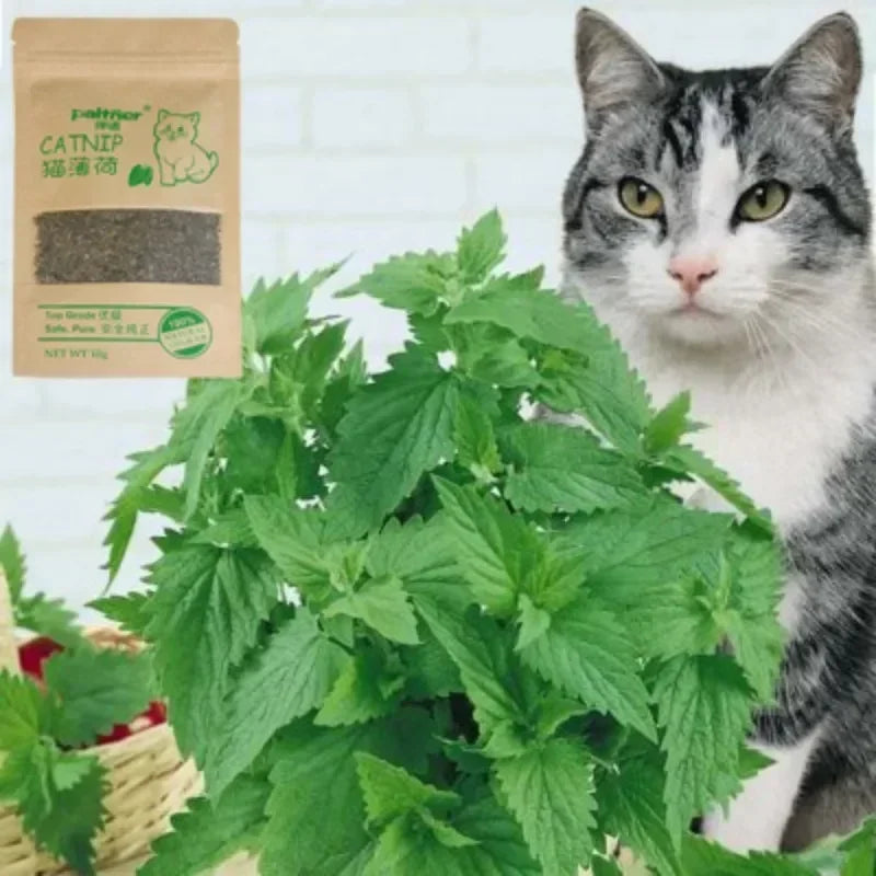 Natural Premium Catnip Cattle Grass Interactive Cat Non-toxic 10g