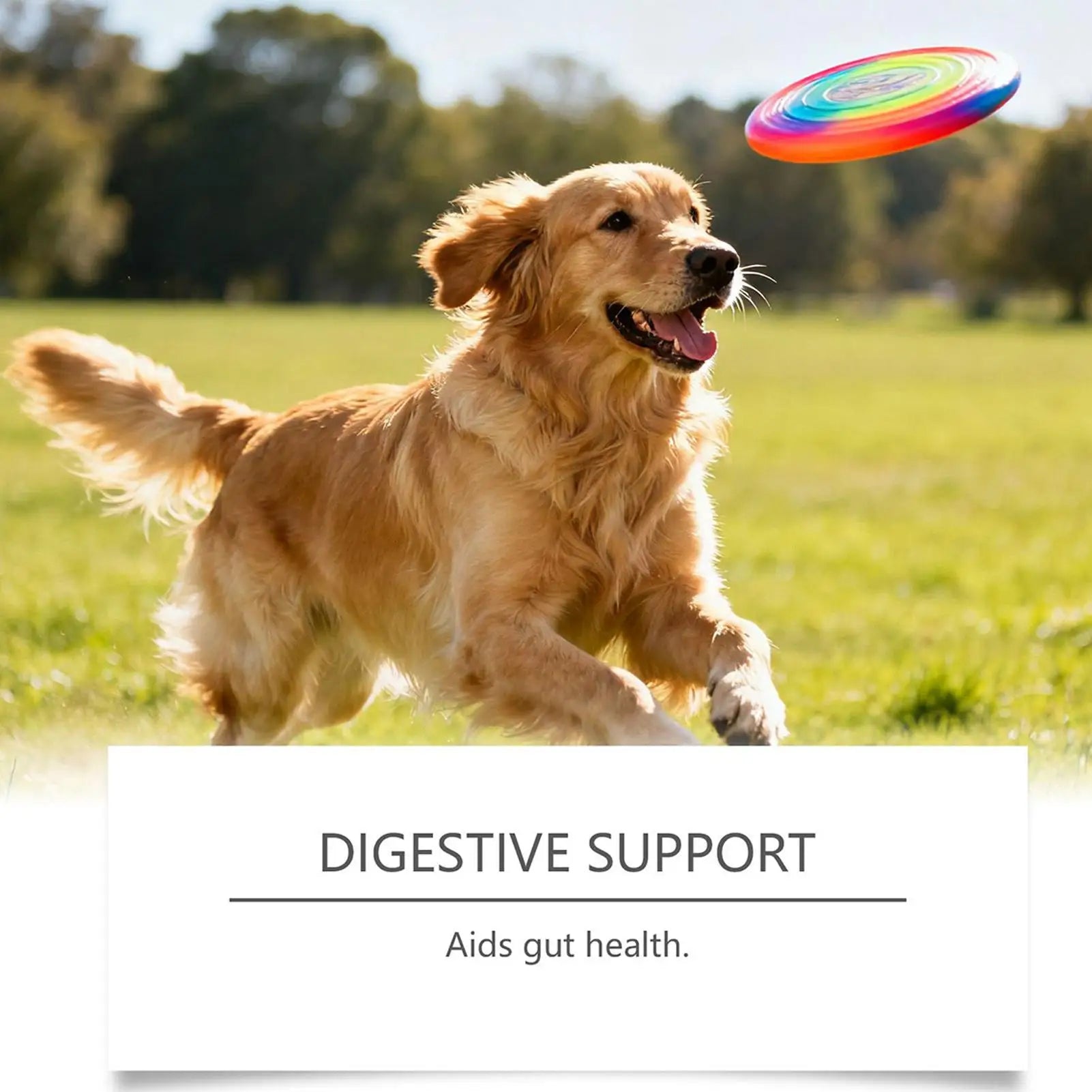 Dog Joint Supplement Chewable Pill Nutrient 100-piece Dog Hip & Joint Care For Home Travel Daily Care Digestive Absorption Pet